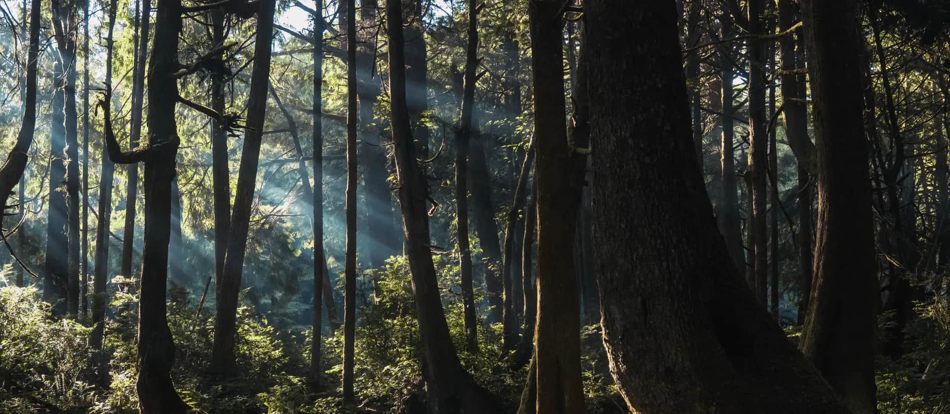 Forest background